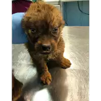 Foto dell\'animale cane - Matr. 2019/2578 - Microchip 380260043854260