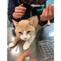 Foto dell\'animale gatto - Matr. 2019/2583 - Microchip 380260004903147