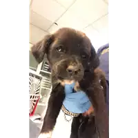 Foto dell\'animale cane - Matr. 2019/2589 - Microchip 380260043854043