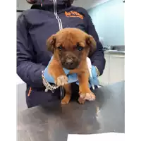 Foto dell\'animale cane - Matr. 2019/2590 - Microchip 380260043853925