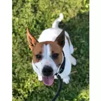 Foto dell\'animale cane - Matr. 2019/2591 - Microchip 380260043853921