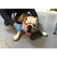 Foto dell\'animale cane - Matr. 2019/2596 - Microchip 380260000858606