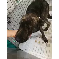 Foto dell\'animale cane - Matr. 2019/2597 - Microchip 380260043850278