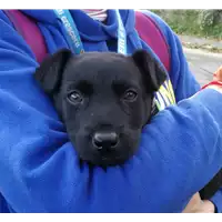 Foto dell\'animale cane - Matr. 2019/2598 - Microchip 380260043850197