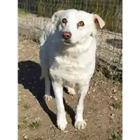 cane - Matr. 2019/2600 - Microchip 380260043850562