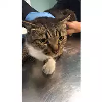 Foto dell\'animale gatto - Matr. 2019/2605 - Microchip 380260043623532