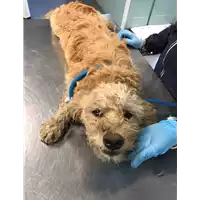 Foto dell\'animale cane - Matr. 2019/2611 - Microchip 380260043852819