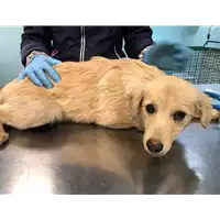 Foto dell\'animale cane - Matr. 2019/2612 - Microchip 380260043853827