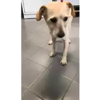 Foto dell\'animale cane - Matr. 2019/2615 - Microchip 380260043854561