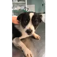 Foto dell\'animale cane - Matr. 2019/2616 - Microchip 380260043854147