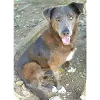 Foto dell\'animale cane - Matr. 2019/1921 - Microchip 380260043869672