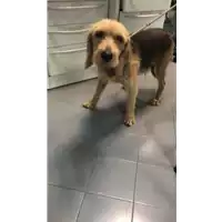 Foto dell\'animale cane - Matr. 2019/2620 - Microchip 380260044046759