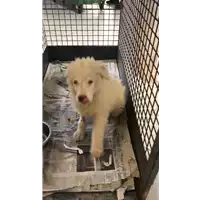 Foto dell\'animale cane - Matr. 2019/2431 - Microchip 380260043634267