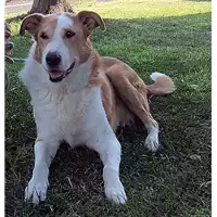 Foto dell\'animale cane - Matr. 2008/0475 - Microchip 981100000584537