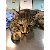 Foto dell\'animale gatto - Matr. 2019/2621 - Microchip 380260043717859