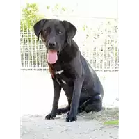 Foto dell\'animale cane - Matr. 2019/2626 - Microchip 380260043854345