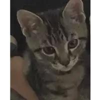 Foto dell\'animale gatto - Matr. 2019/2628 - Microchip 380260043854485