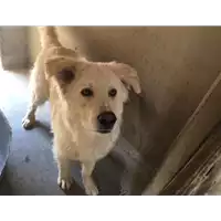 Foto dell\'animale cane - Matr. 2017/0329 - Microchip 380260043152106