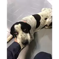Foto dell\'animale cane - Matr. 2019/2633 - Microchip 380260043853959