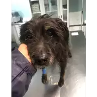 Foto dell\'animale cane - Matr. 2019/2634 - Microchip 380260043853950