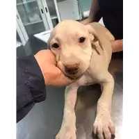 Foto dell\'animale cane - Matr. 2019/2635 - Microchip 380260043854235