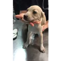 Foto dell\'animale cane - Matr. 2019/2636 - Microchip 380260043853975