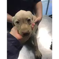 Foto dell\'animale cane - Matr. 2019/2637 - Microchip 380260043854285