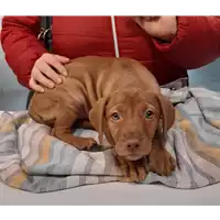 Foto dell\'animale cane - Matr. 2019/2638 - Microchip 380260043854064