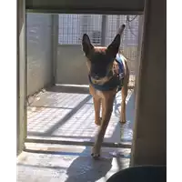 Foto dell\'animale cane - Matr. 2014/0515 - Microchip 380260002184012