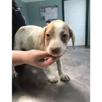 Foto dell\'animale cane - Matr. 2019/2640 - Microchip 380260043854088