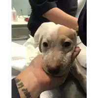 Foto dell\'animale cane - Matr. 2019/2641 - Microchip 380260043849695