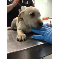 Foto dell\'animale cane - Matr. 2019/2642 - Microchip 380260043852655