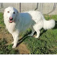 Foto dell\'animale cane - Matr. 2019/2647 - Microchip 380260043853516