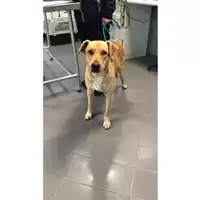 Foto dell\'animale cane - Matr. 2019/2648 - Microchip 380260043852692