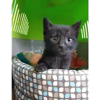 Foto dell\'animale gatto - Matr. 2019/2652 - Microchip 380260043708144