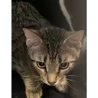 Foto dell\'animale gatto - Matr. 2019/2649 - Microchip 380260043852894
