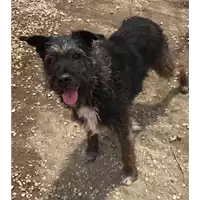 Foto dell\'animale cane - Matr. 2017/2088 - Microchip 981098102009530