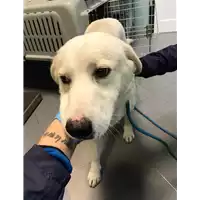 Foto dell\'animale cane - Matr. 2019/2655 - Microchip 380260043708070