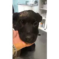 Foto dell\'animale cane - Matr. 2019/2658 - Microchip 380260043853622