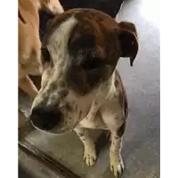 Foto dell\'animale cane - Matr. 2017/0339 - Microchip 380260043147565