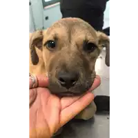 Foto dell\'animale cane - Matr. 2019/2659 - Microchip 380260043854381