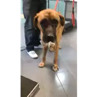 Foto dell\'animale cane - Matr. 2019/2661 - Microchip 380260080136065