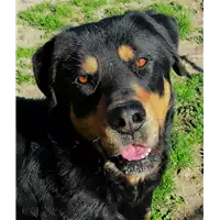 Foto dell\'animale cane - Matr. 2019/2660 - Microchip 380260043854112