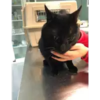 Foto dell\'animale gatto - Matr. 2019/2665 - Microchip 380260043854125