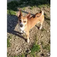 cane - Matr. 2019/2669 - Microchip 380260004912926