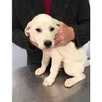 Foto dell\'animale cane - Matr. 2019/2678 - Microchip 380260043854570