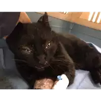 Foto dell\'animale gatto - Matr. 2019/2675 - Microchip 380260043854167