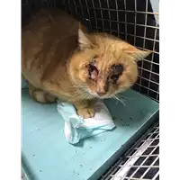 Foto dell\'animale gatto - Matr. 2019/2679 - Microchip 380260043853035