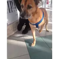 Foto dell\'animale cane - Matr. 2019/2682 - Microchip 380260043853909