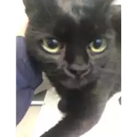 Foto dell\'animale gatto - Matr. 2019/2684 - Microchip 380260043854040
